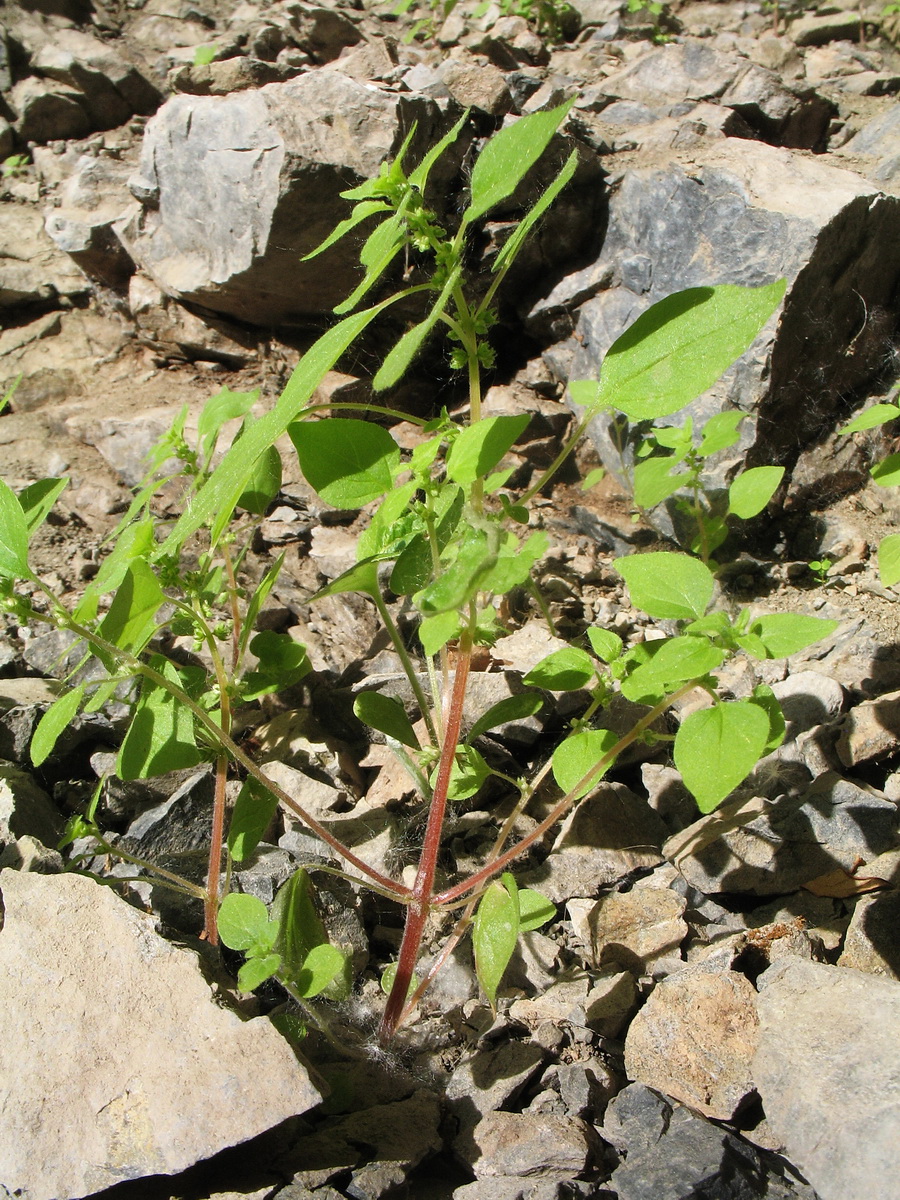 Image of Parietaria micrantha specimen.