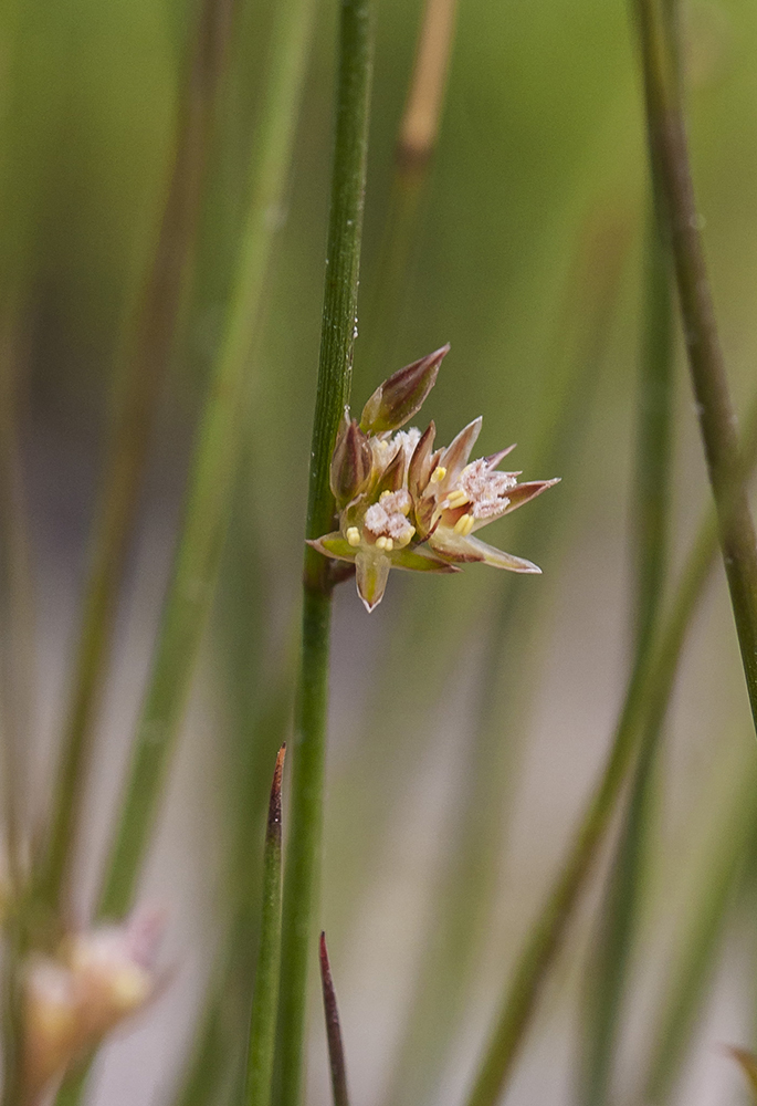 Изображение особи Juncus filiformis.