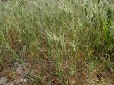 Aegilops ovata. Цветущие растения. Греция, Эгейское море, о. Парос, пос. Дриос, горный склон, терраса с оливковым садом. 18.04.2018.