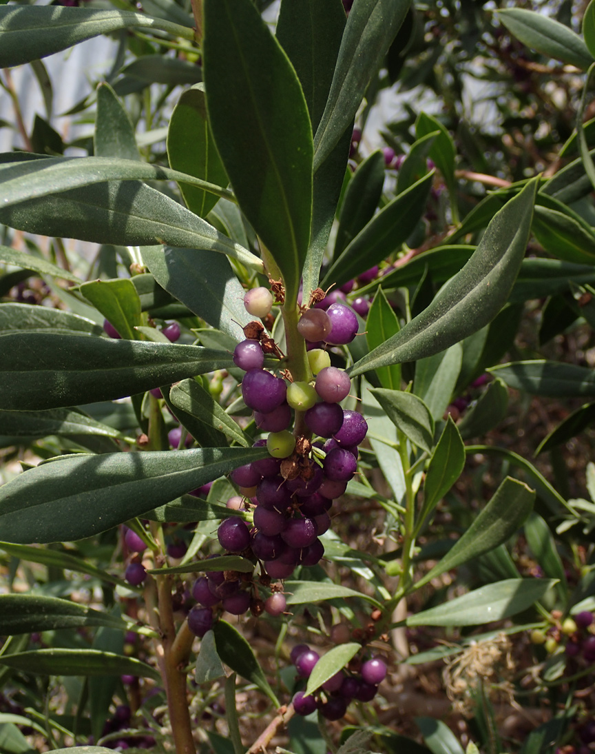 Image of Myoporum acuminatum specimen.