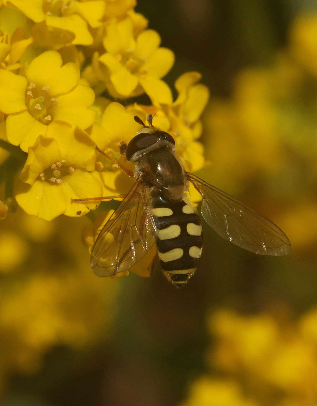 Изображение особи Aurinia saxatilis.