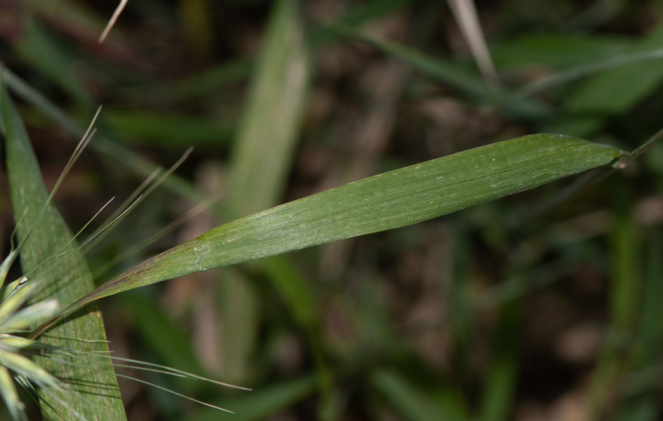 Изображение особи Hystrix patula.