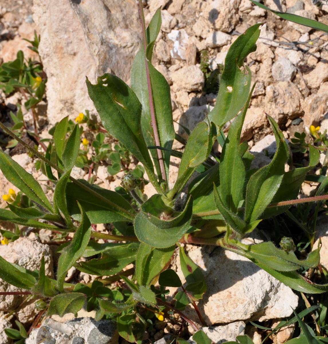 Image of Plantago amplexicaulis specimen.