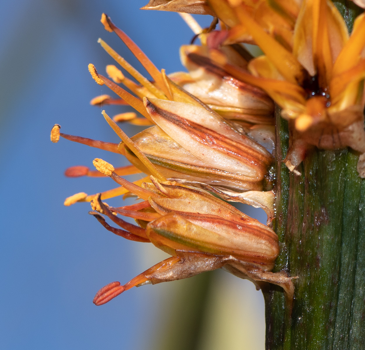 Изображение особи Aloe castanea.