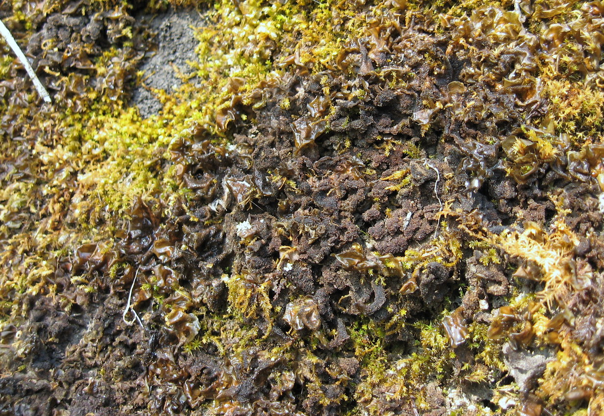 Image of Leptogium cyanescens specimen.