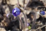 Hepatica transsilvanica. Раскрывающийся цветок. Костромская обл., Судиславский р-н, дер. Антипино, в культуре. 21.04.2019.