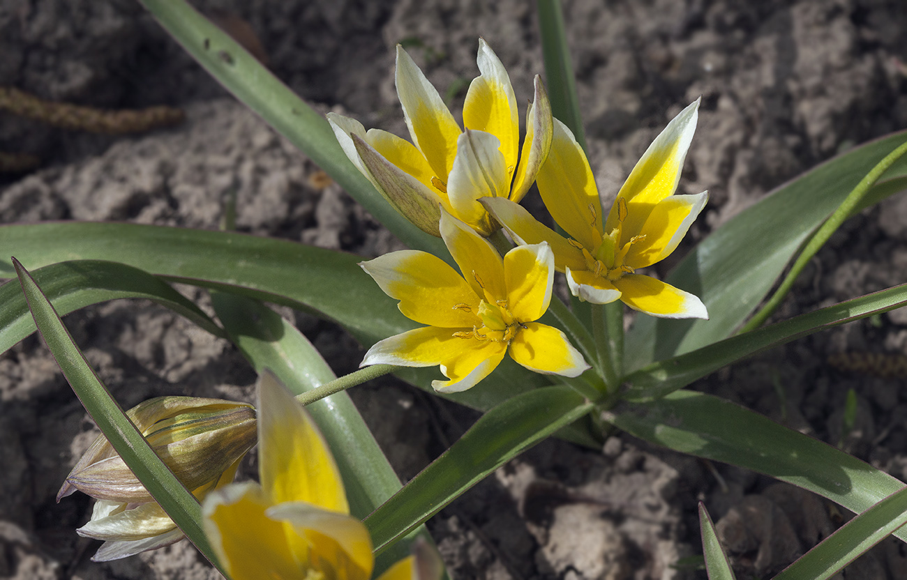 Image of Tulipa tarda specimen.