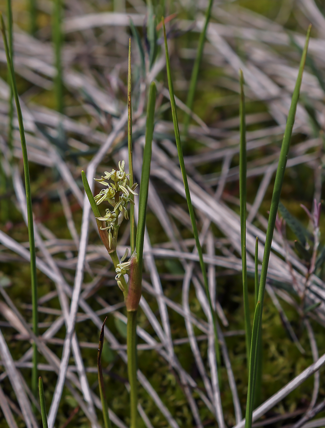 Image of Scheuchzeria palustris specimen.