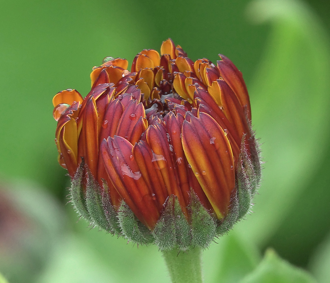 Image of Calendula officinalis specimen.