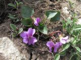 Viola somchetica