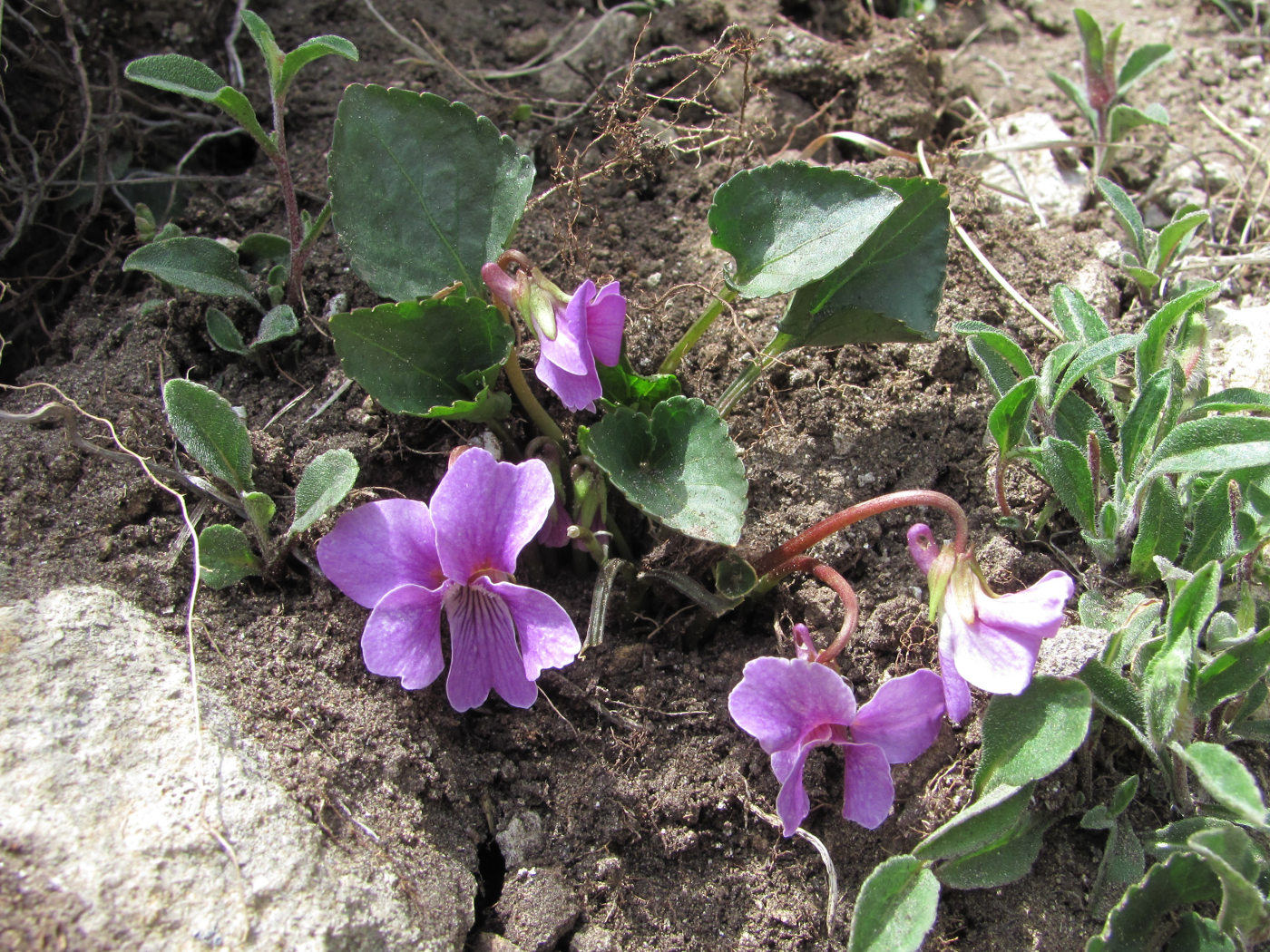 Image of Viola somchetica specimen.