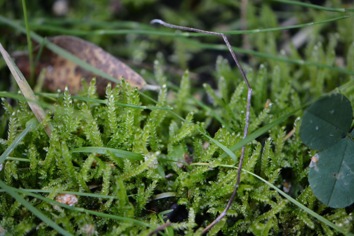 Image of class Bryopsida specimen.