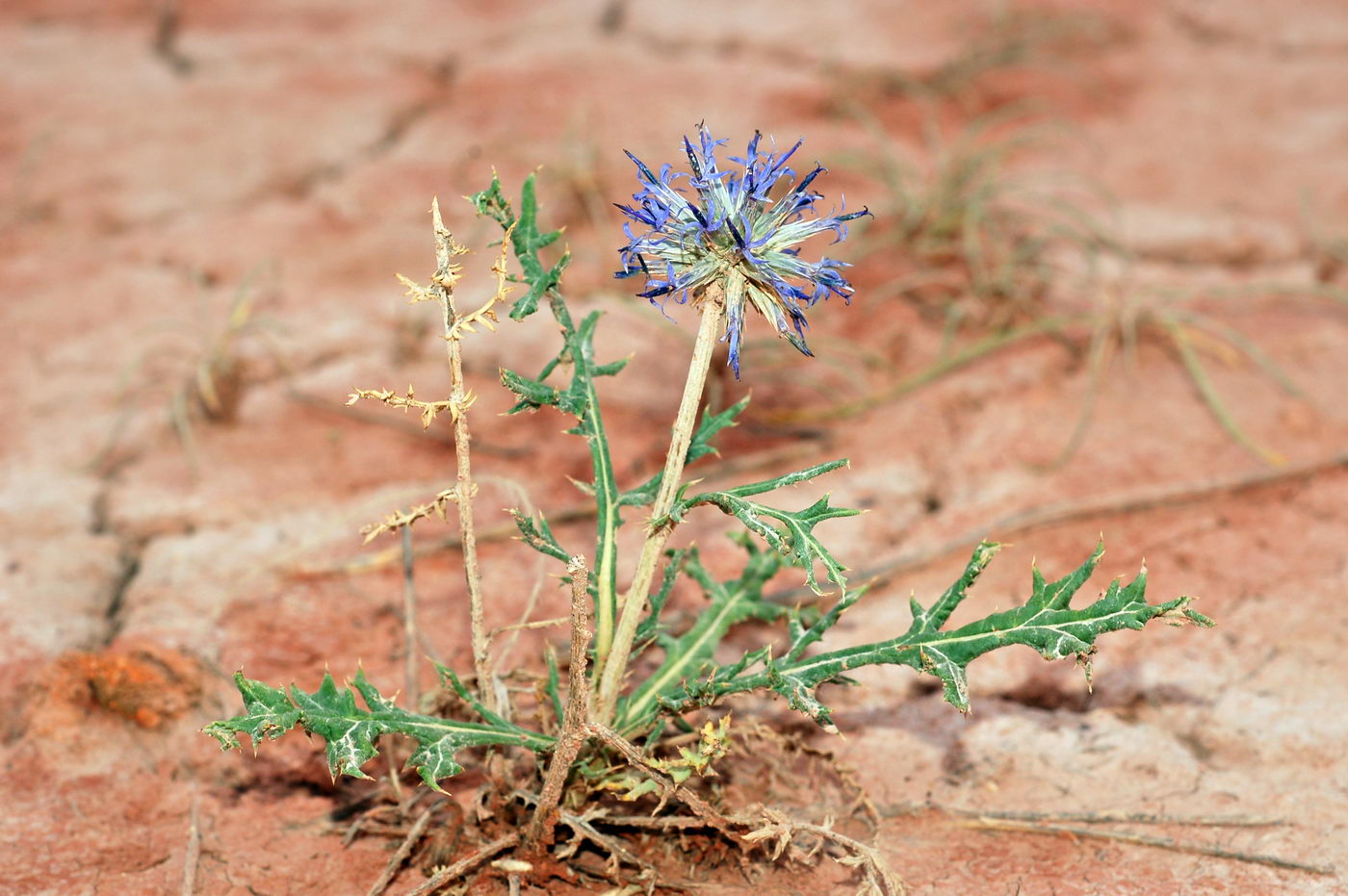 Изображение особи род Echinops.