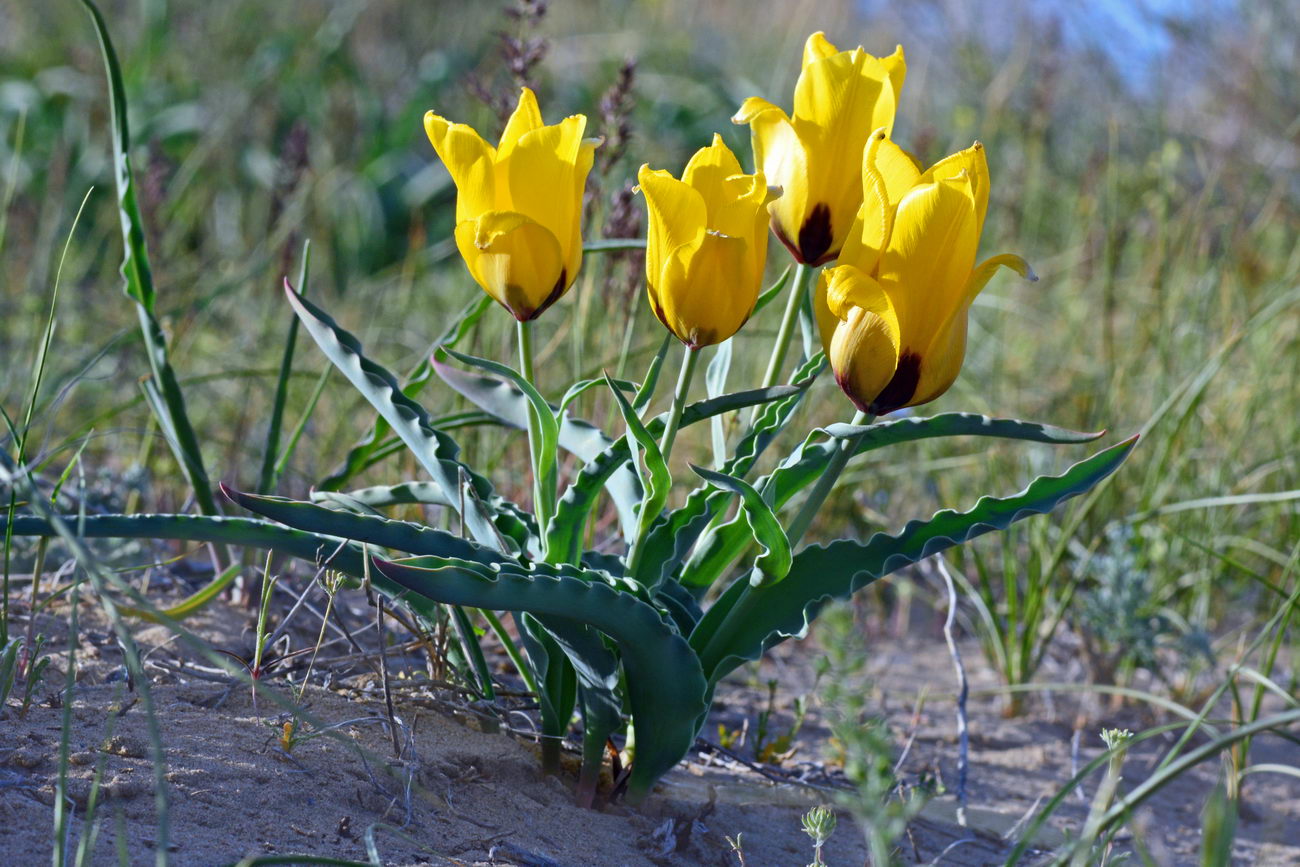 Image of Tulipa borszczowii specimen.