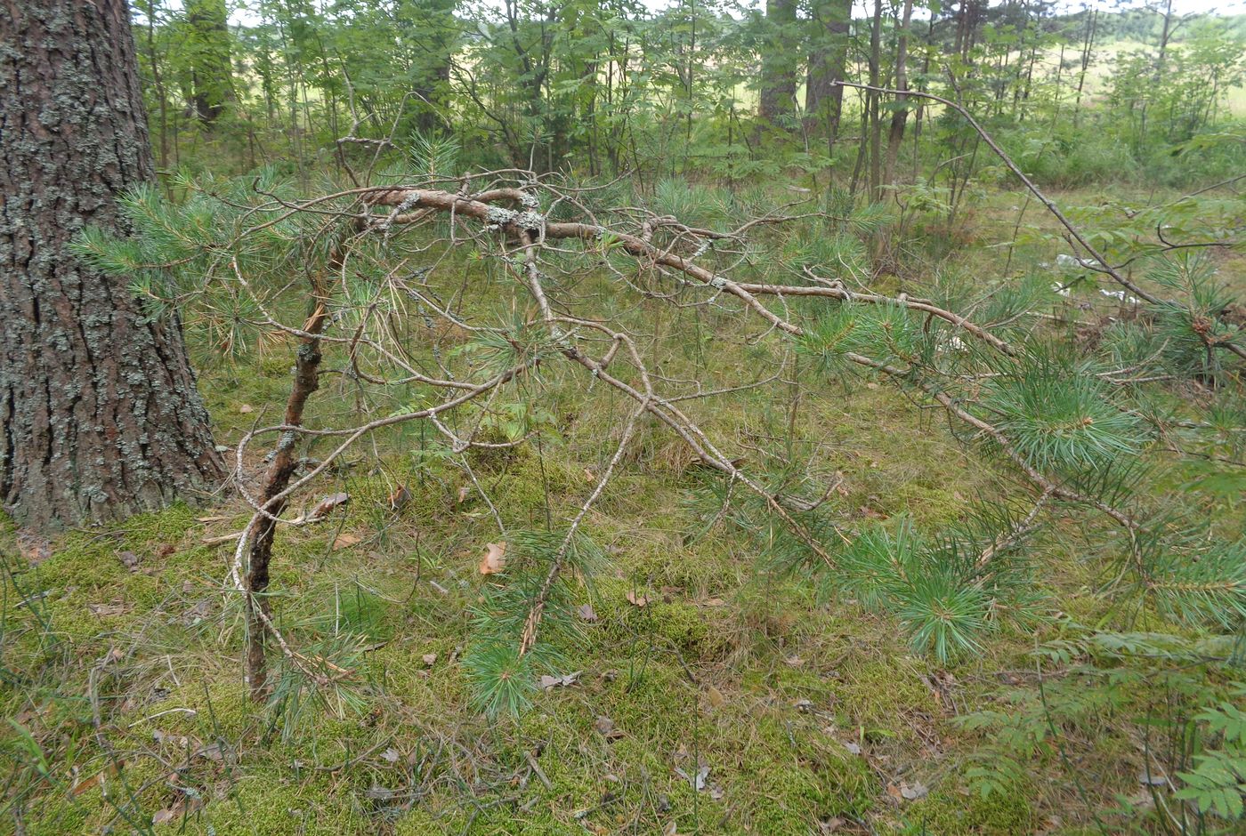 Image of Pinus sylvestris specimen.