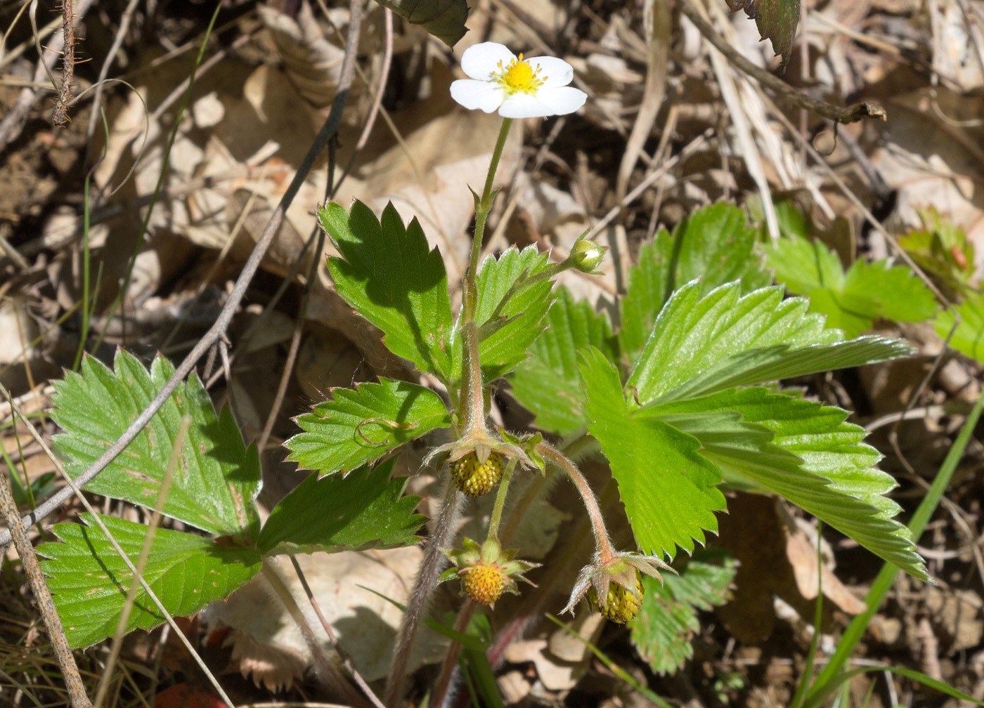 Image of Fragaria vesca specimen.