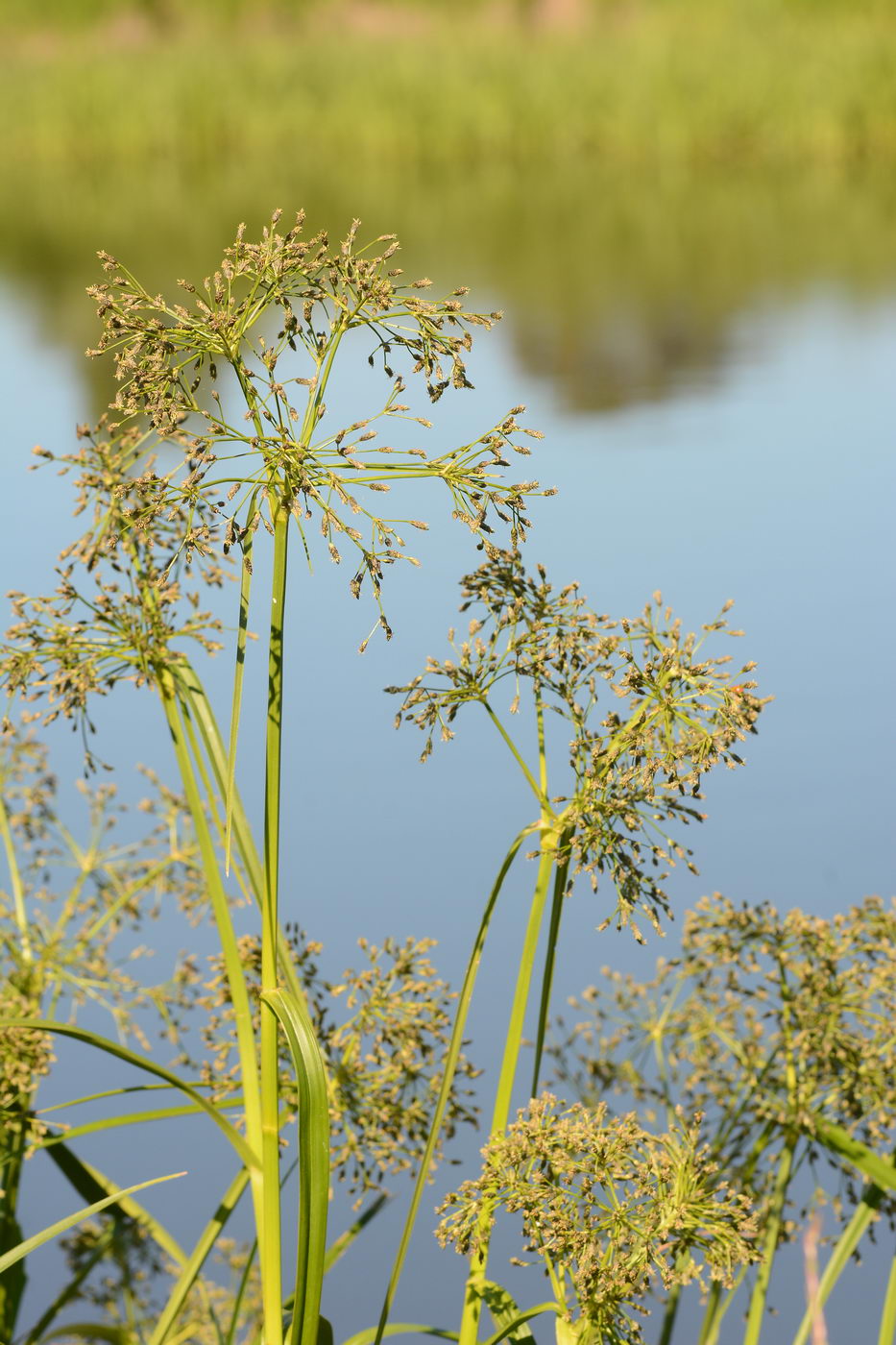 Изображение особи Scirpus radicans.