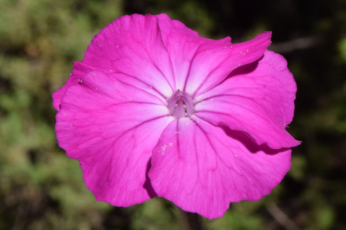 Изображение особи Lychnis coronaria.