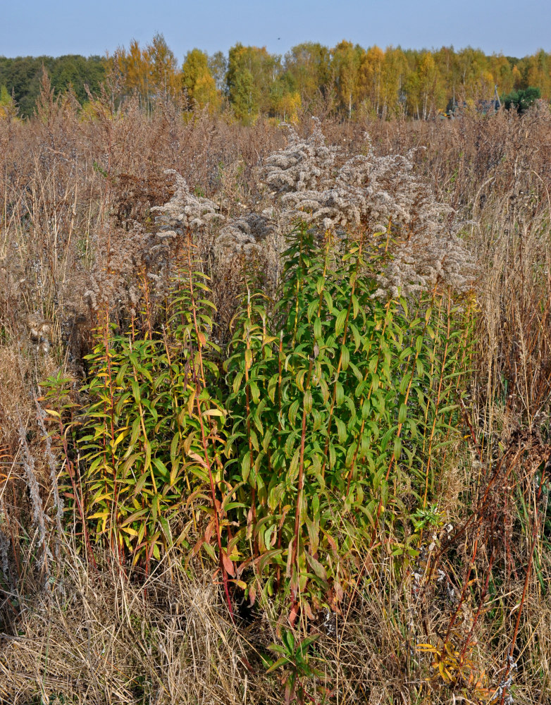 Image of Solidago canadensis specimen.