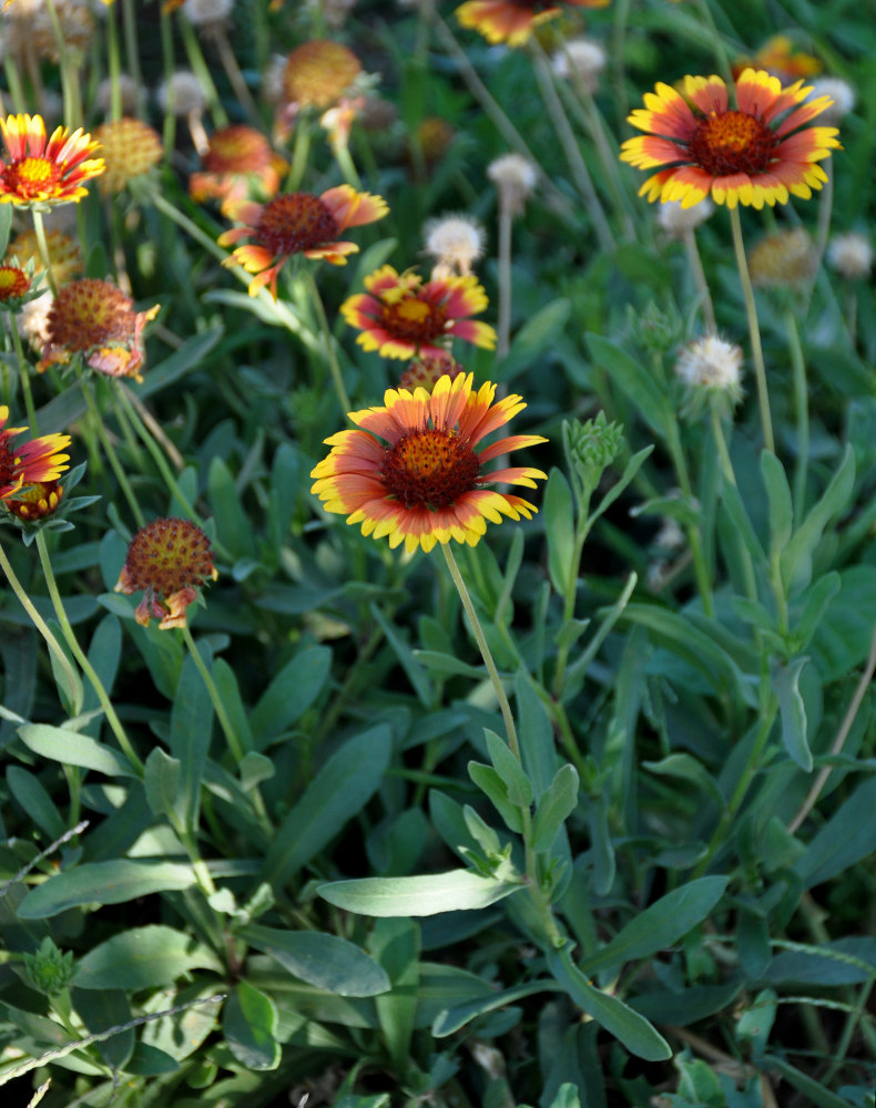 Image of Gaillardia &times; grandiflora specimen.