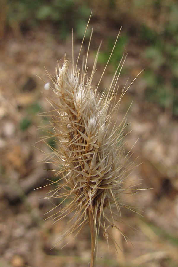 Image of Cynosurus echinatus specimen.