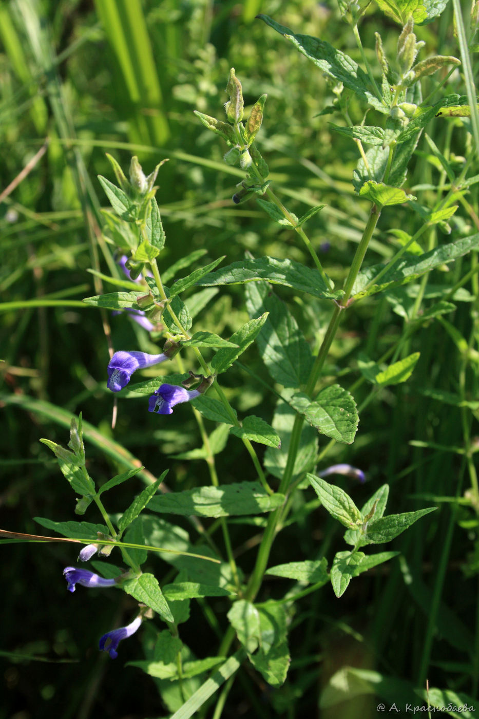 Image of Scutellaria galericulata specimen.