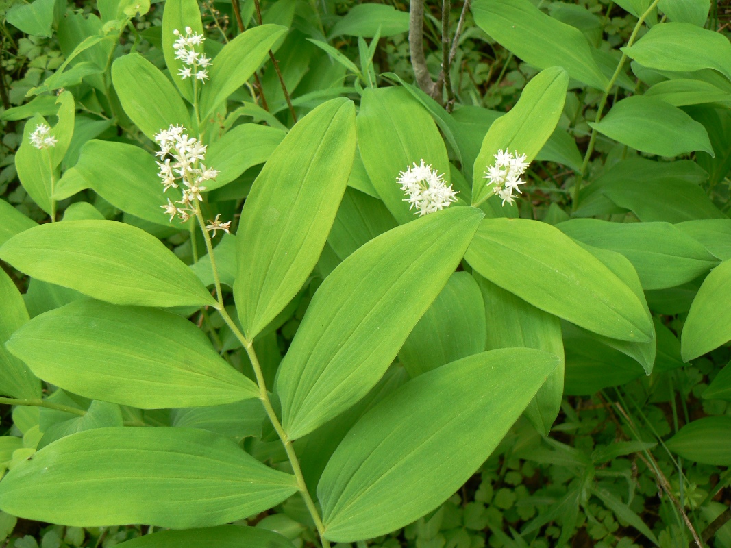 Image of Smilacina dahurica specimen.