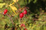 Rosa cinnamomea. Плоды и части листьев в осенней окраске. Костромская обл., Кологривский р-н, левый берег реки Унжа напротив устья реки Вига, травянистый склон берега. 3 сентября 2020 г.