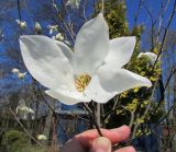 Magnolia salicifolia. Цветок. Московская обл., Щёлковский р-н, в культуре. 03.05.2021.
