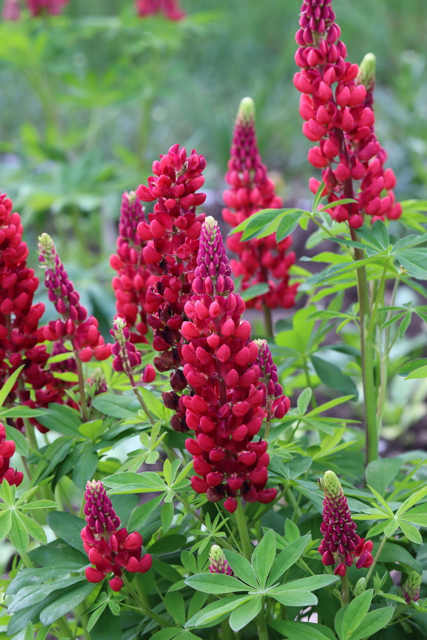 Image of Lupinus &times; regalis specimen.