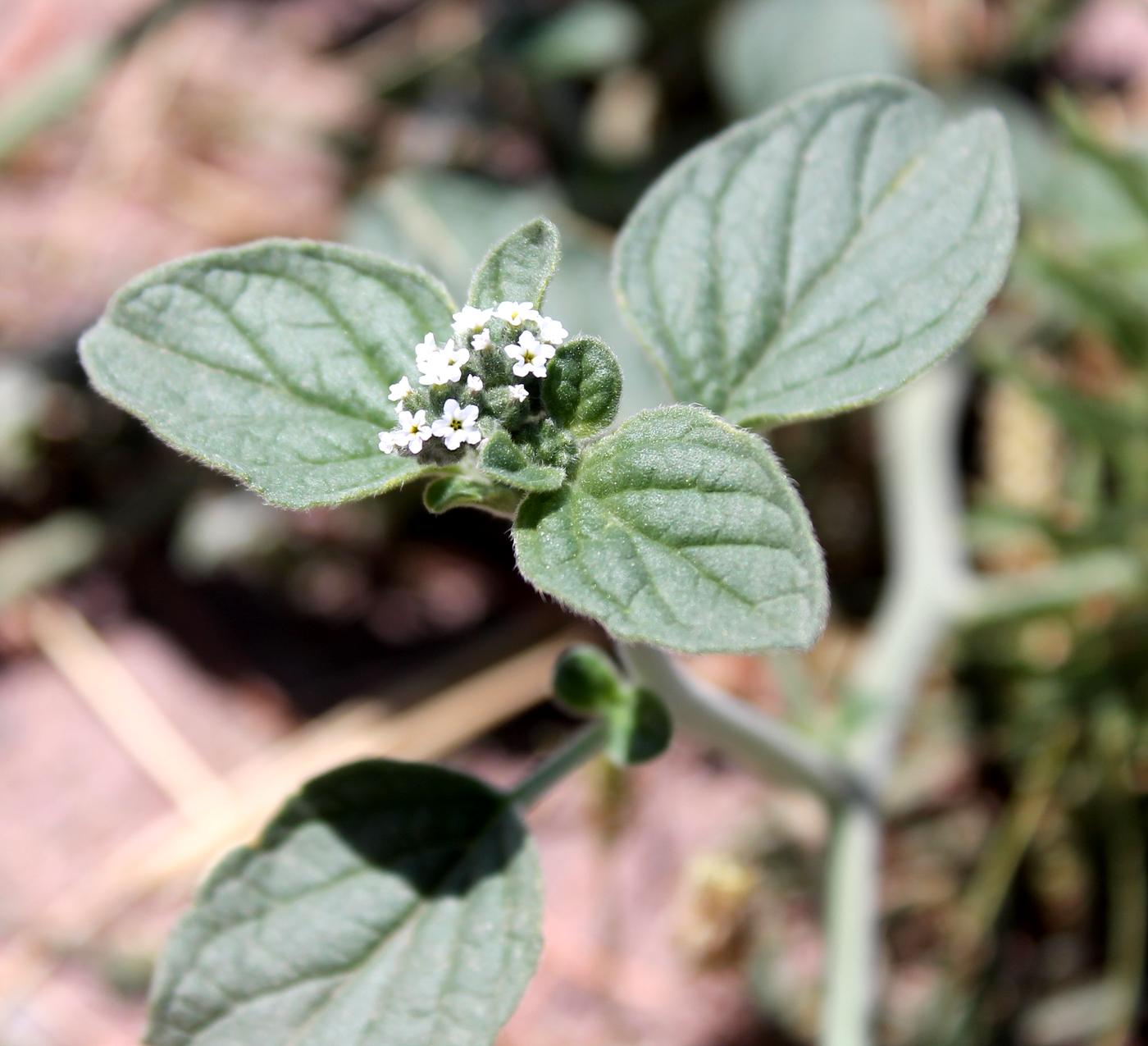 Изображение особи Heliotropium ellipticum.