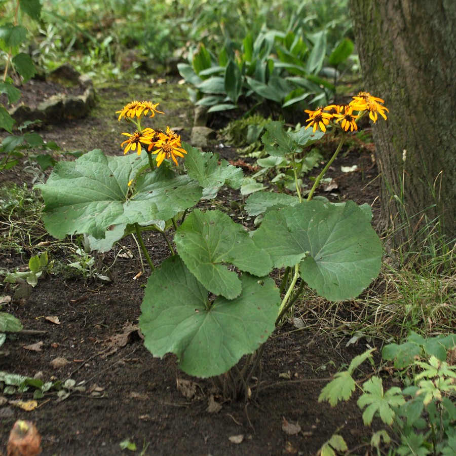 Image of Ligularia dentata specimen.