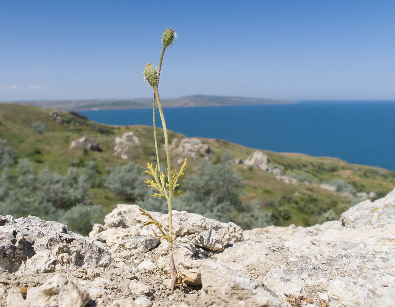 Image of Papaver hybridum specimen.