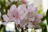 Nerium oleander. Цветки. Израиль, г. Бат-Ям, в культуре. 25.05.2020.