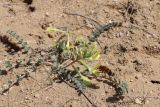 Astragalus flexus