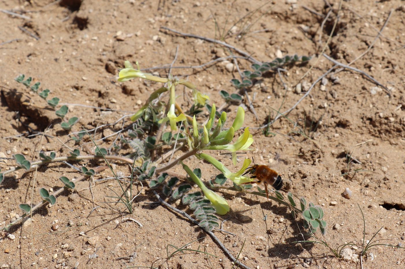 Изображение особи Astragalus flexus.