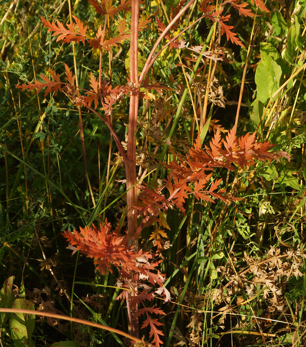 Image of Seseli libanotis specimen.