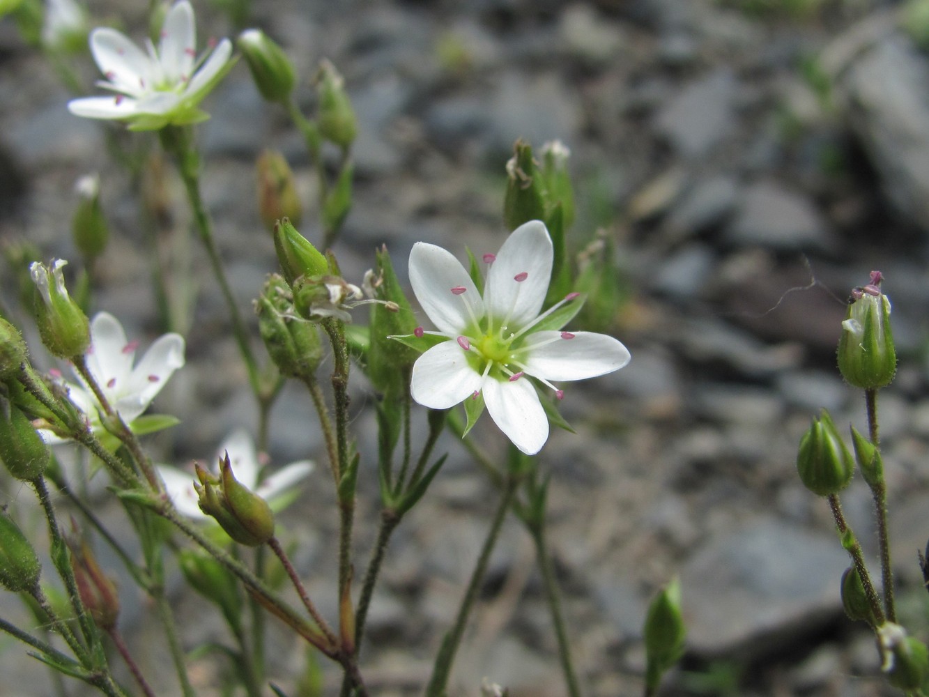 Image of Minuartia oreina specimen.