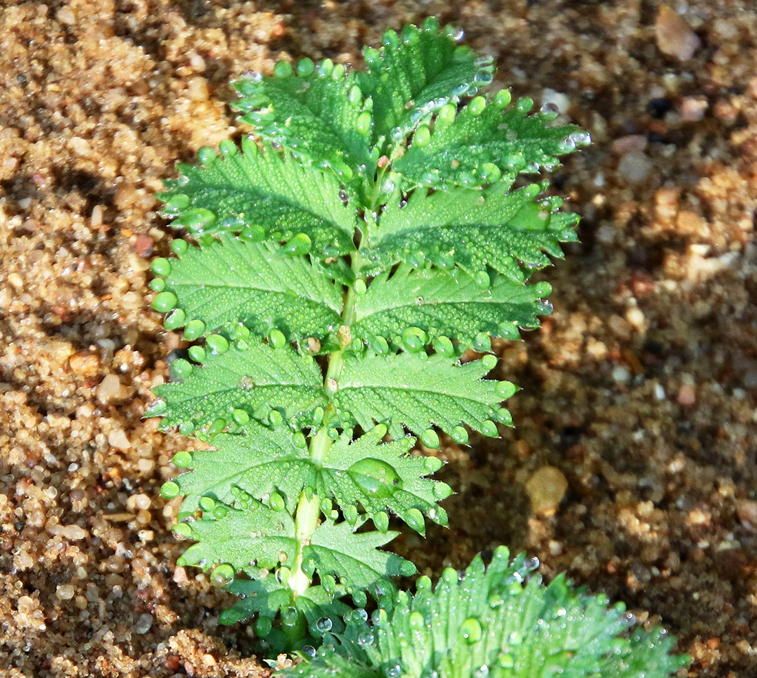 Изображение особи Potentilla anserina.