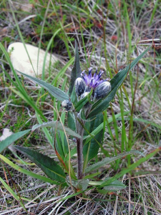 Image of Saussurea alpina specimen.