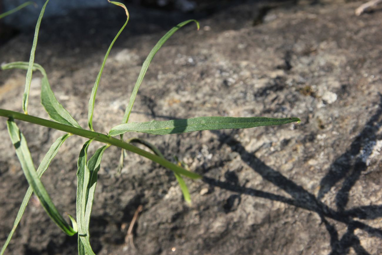 Image of genus Hieracium specimen.