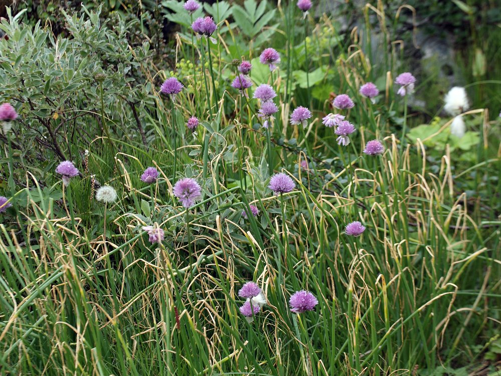 Изображение особи Allium schoenoprasum.