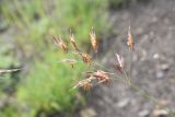 familia Poaceae. Соцветие. Республика Ингушетия, Джейрахский р-н, окр. ур. Дакхала, высота ок. 1850 м н.у.м., гребень отрога, мелкощебенистый участок. 18 июня 2022 г.