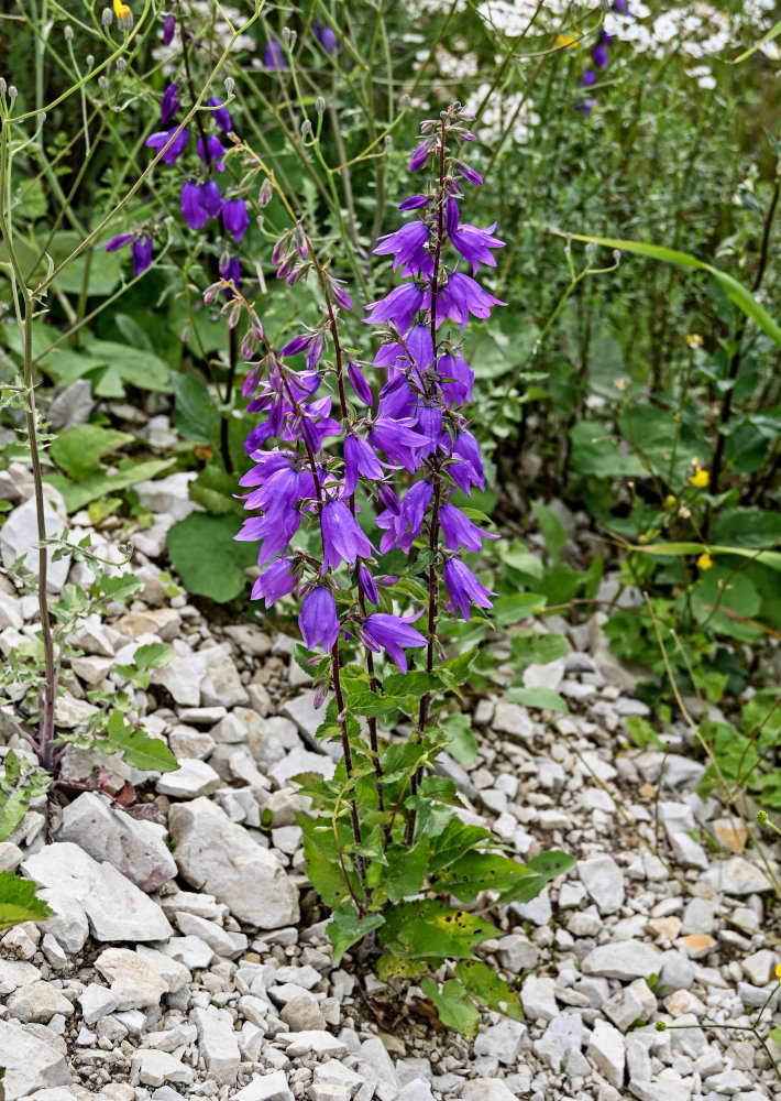 Image of Campanula rapunculoides specimen.