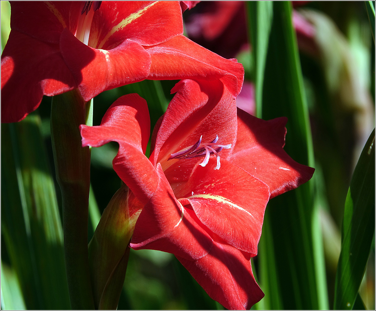 Image of Gladiolus &times; gandavensis specimen.