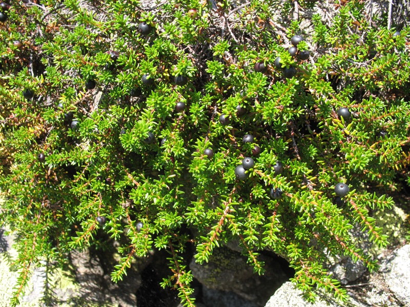 Image of Empetrum caucasicum specimen.