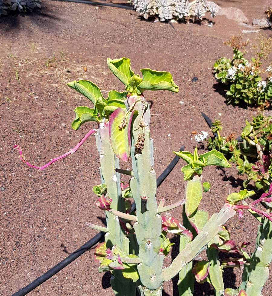 Image of Euphorbia neococcinea specimen.