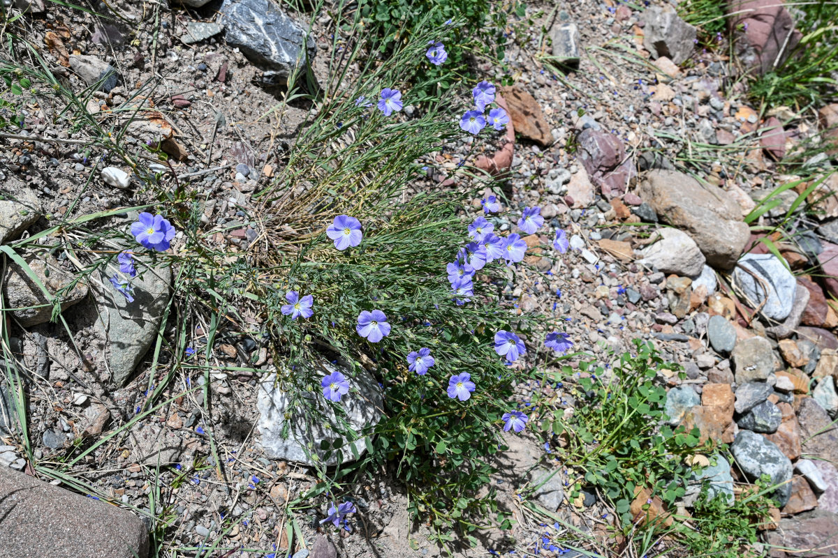 Изображение особи Linum altaicum.