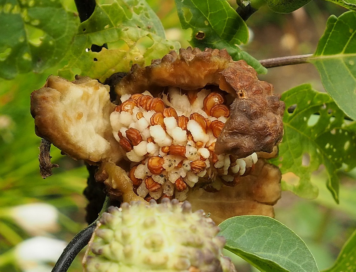 Image of Datura metel specimen.