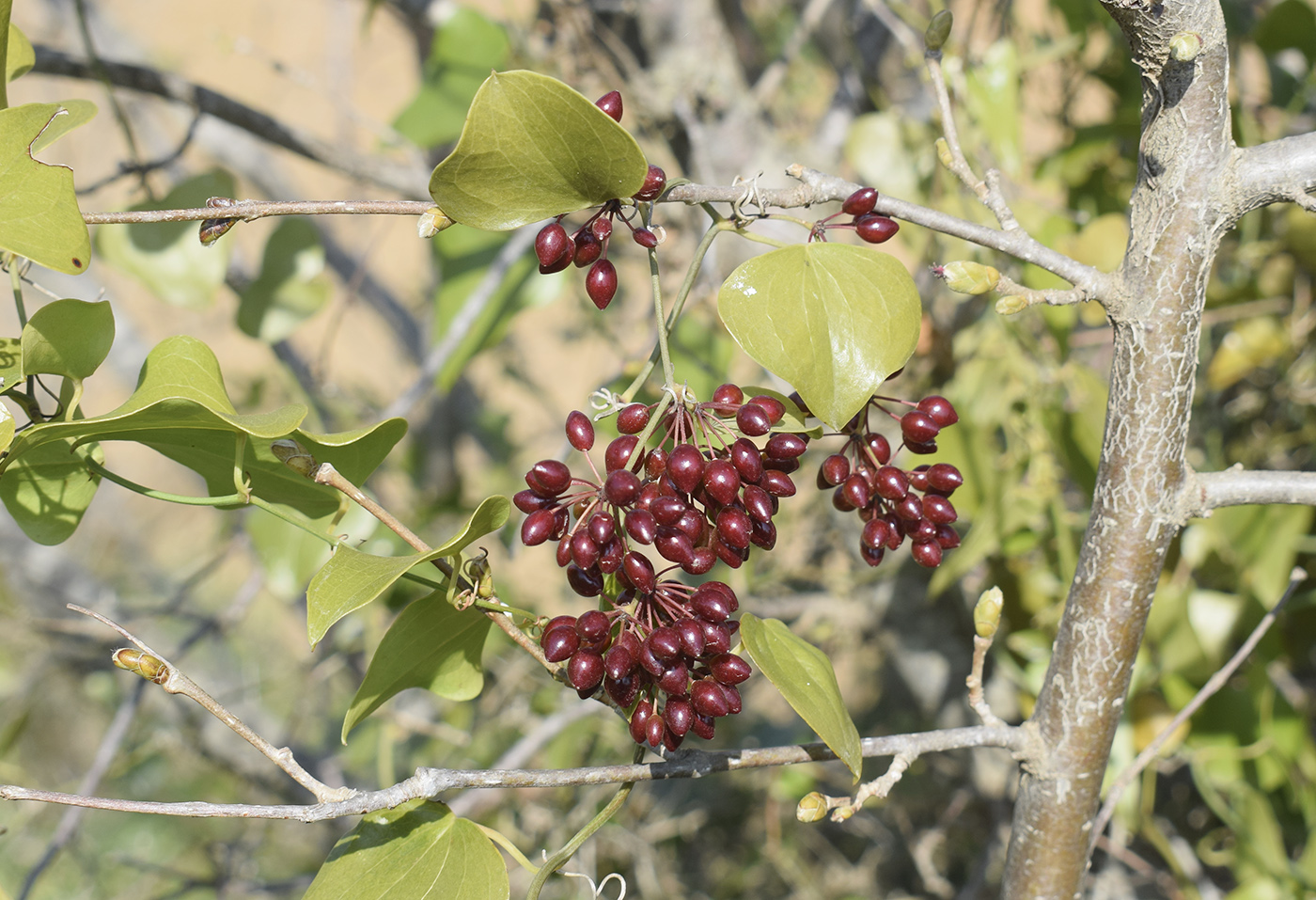 Изображение особи Smilax aspera.